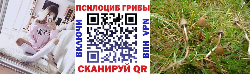 Псилоцибиновые грибы Psilocybe Надым